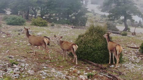 close up of deers in a foggy landscape