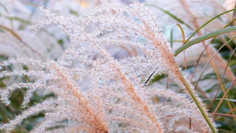 바람에 풀의 부드러운 움직임