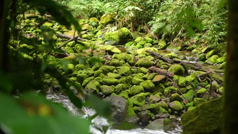 Moosige-Felsen-Am-Fluss-Im-Tiefen-Regenwald-Mit-Grünen-Bäumen