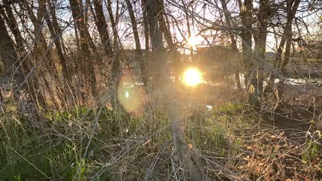 lens flare and golden reflections on a city pond in an urban forest