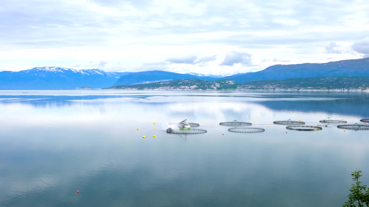 연어 농장  ⁇ 시