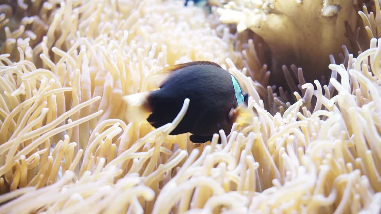 공공 수족관에 있는 얕은 암초인 말미잘 주위를 헤엄치는 파란 줄무늬 흰동가리 가까이