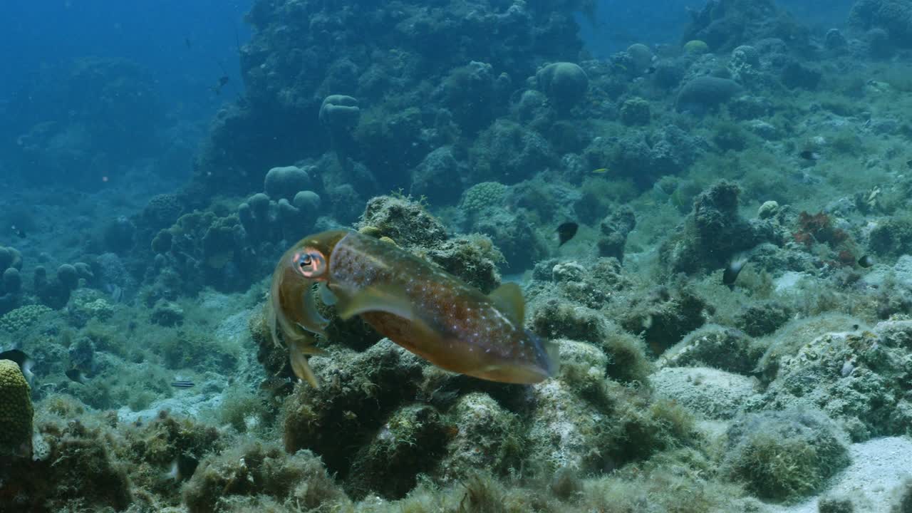 calamar de arrecife del caribe en el arrecife de coral del mar del caribe alrededor de curacao