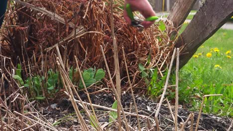 someone trimming a plant with a garden sheer