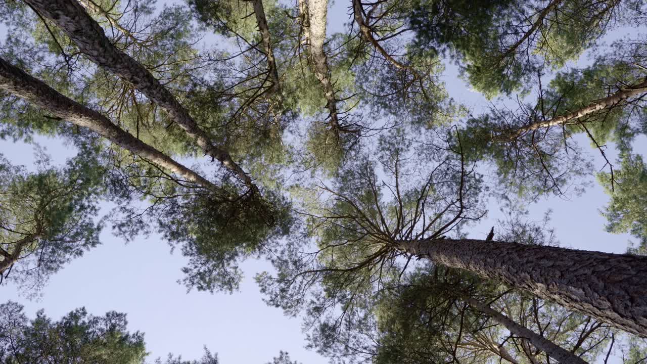High trees in a beautiful forest