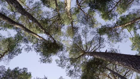 high trees in a beautiful forest