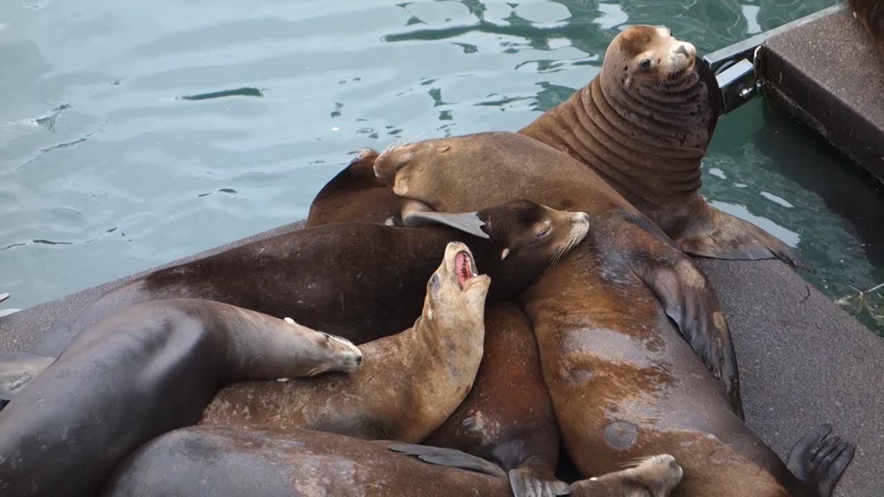 부두에서 라운지와 싸움 1 바다 사자