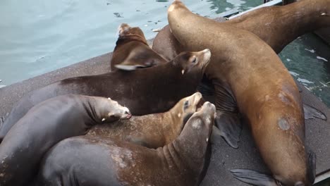 Seelöwen-Faulenzen-Und-Kämpfen-Auf-Einem-Dock-1