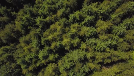 Rising-up-above-the-trees-in-the-great-woods-Forrest,-Somerset,-United-Kingdom