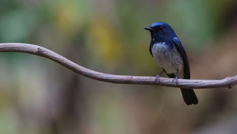 camera zooms in as it is perched on the right, hainan blue flycatcher cyornis hainanus, thailand