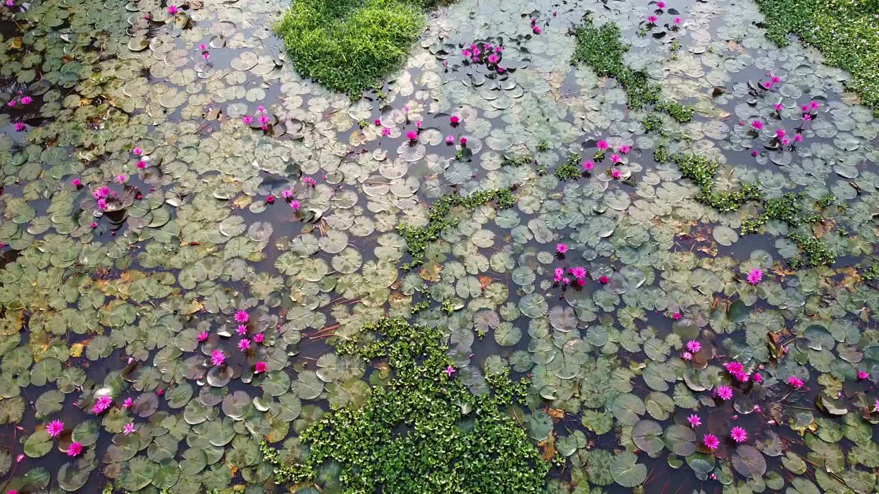 Water lily Grows with mosses and grasses,Water lily blooming, River side Water lily in the stream, , ,mangrove forest inland water body, Beautiful aerial shot, group, Blossom , field, Top