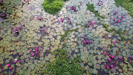 El-Nenúfar-Crece-Con-Musgos-Y-Pastos,-El-Nenúfar-Florece,-El-Nenúfar-Junto-Al-Río-En-El-Arroyo,-El-Cuerpo-De-Agua-Interior-Del-Bosque-De-Manglares,-Hermosa-Toma-Aérea,-Grupo,-Flor,-Campo,-Arriba