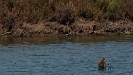 Brackwasser-In-Einem-Mangrovenwald-In-Thailand,-Wo-Tausende-Von-Zugvögeln-Kommen,-Um-Den-Winter-Zu-Genießen