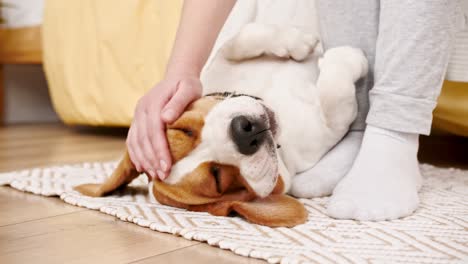 the female owner of the beagle dog lying on the back and stroking her pet. enjoying the warm home atmosphere. mans best friend