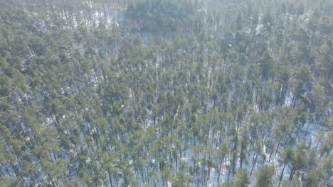 Aerial-of-serene-green-forest-covered-in-snow-in-winter