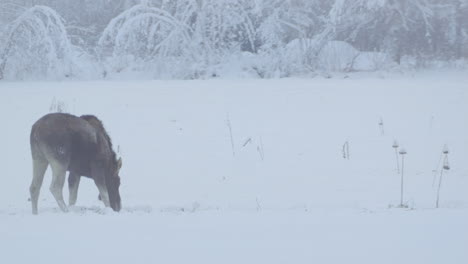 portrait of elk moose digging desperate of food in cold arctic winter landscape