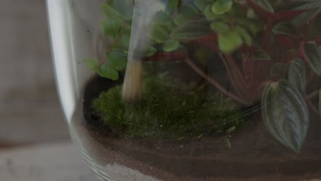 a young female botanist creates a tiny live forest ecosystem in a glass terrarium - cleaning the moss with a brush - a tight close-up