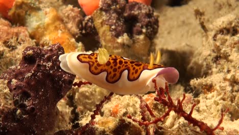 Goniobranchus-Coi-Nudibranch-De-Cerca-En-Coloridos-Arrecifes-De-Coral-Tropicales