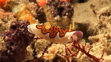 goniobranchus coi nudibranch de cerca en coloridos arrecifes de coral tropicales
