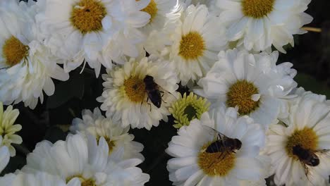 Bee-collecting-pollen-on-white-flowers-with-yellow,-slow-motion-close-up-shot