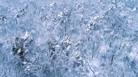 snowy branches in forest. winter fairy background