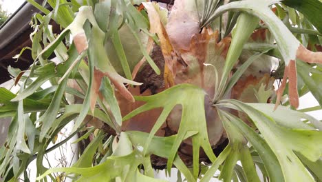 close shot of a rastafarian-like fern plant with green leaves attached to a subtropical wood