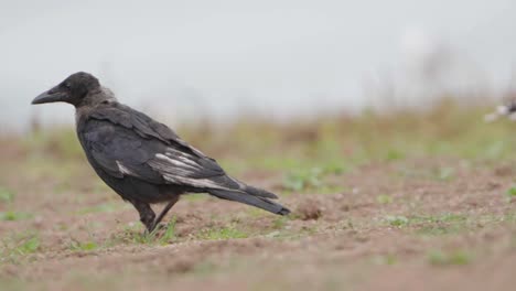 Common-Raven-walking-amongst-other-birds-before-standing-still-to-watch-surroundings