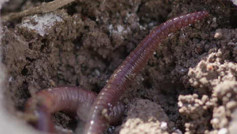 agriculture - earthworm moving in topsoil, close up shot