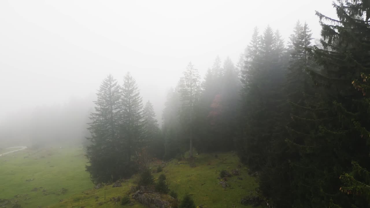 Aerial shot of foggy fir trees in swiss mountains