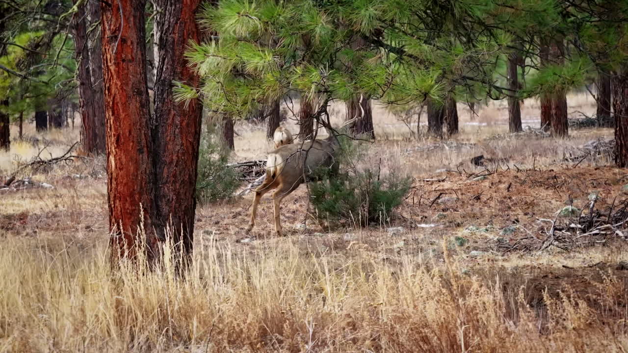 A cinematic 70mm-style aerial drone shot, slowly orbiting a buck mule deer roaming and foraging through a pine forest in Colorado's Rocky Mountains