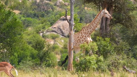 giraffes walking through trees at kruger national park, south africa