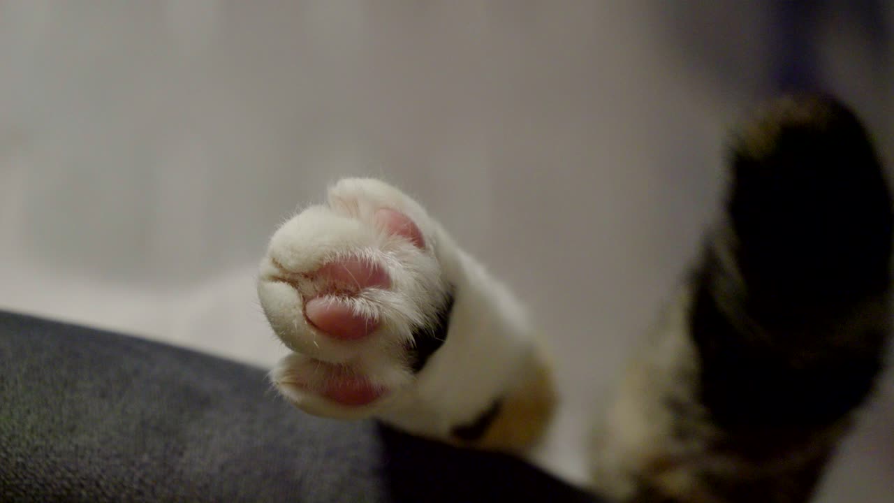 The paw and wagging tail of a cat resting on a chair
