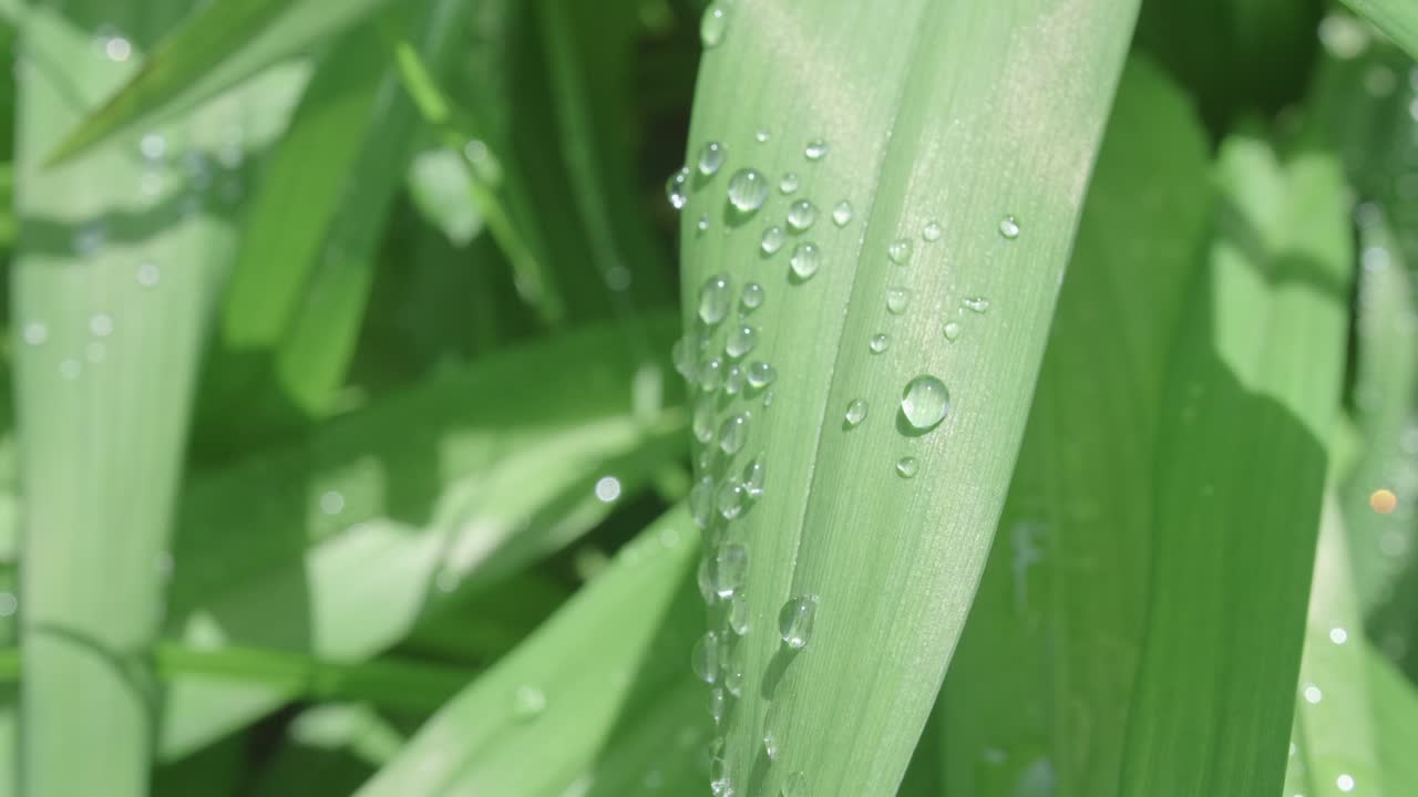hojas de lirio de palma con gotas de agua que brillan al sol, muñeca en