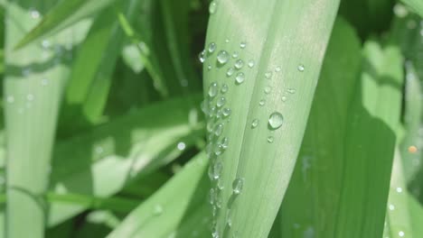 Hojas-De-Lirio-De-Palma-Con-Gotas-De-Agua-Que-Brillan-Al-Sol,-Muñeca-En