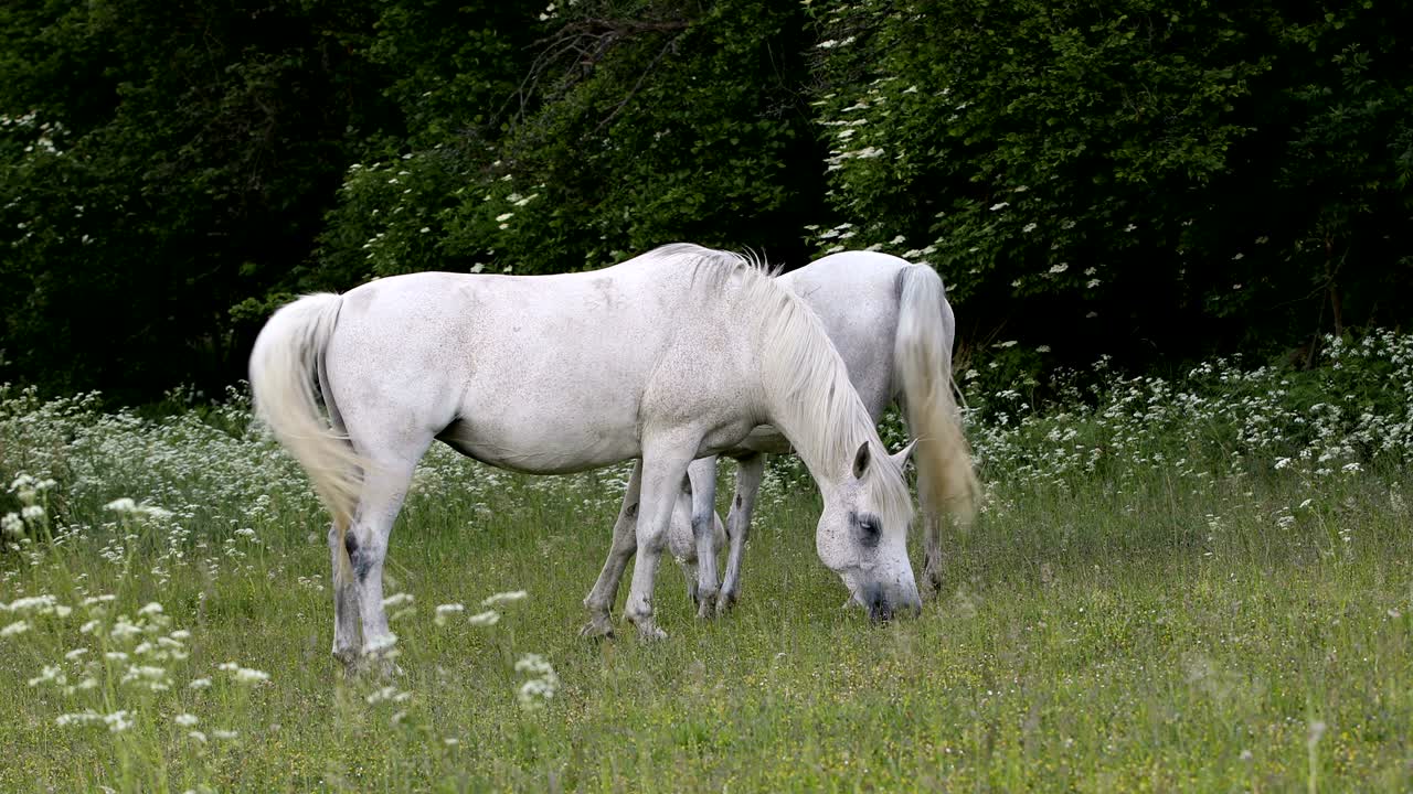 ein weißes pferd weidet in einer frühlingswiese
