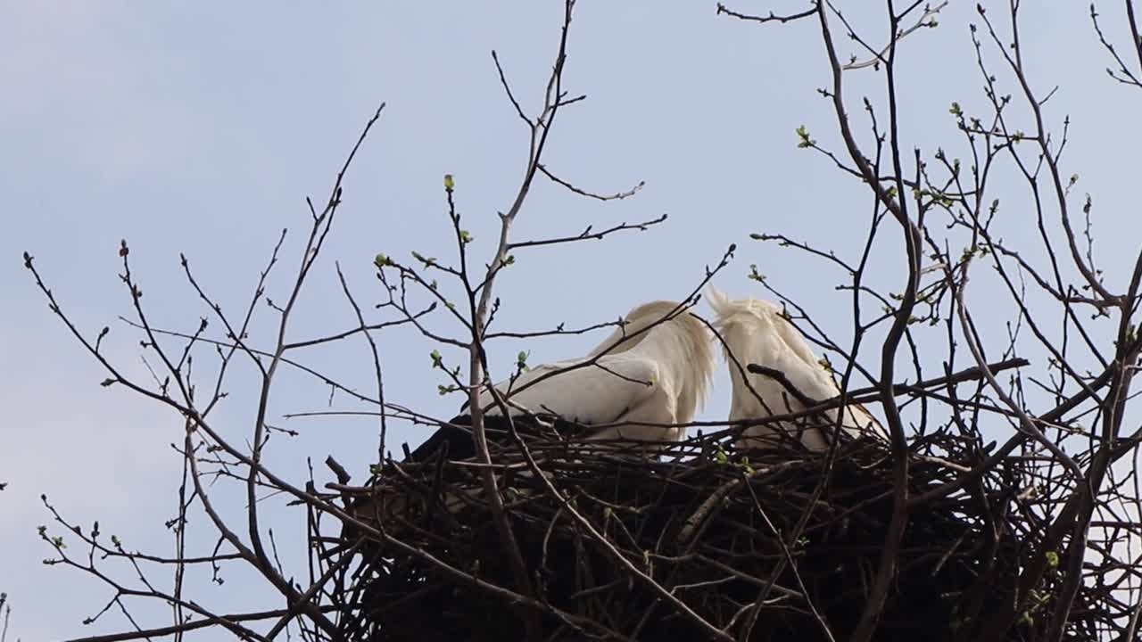 Two White Storks (Ciconia ciconia) on the nest looking at the camera and then bill-clattering