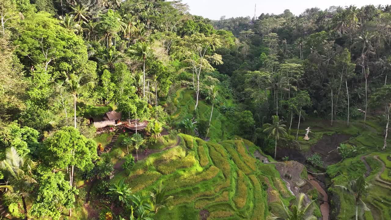 Rice terraces in Ubud, Bali. Drone flyover lush green fields with tropical background.