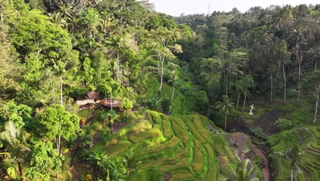rice terraces in ubud, bali. drone flyover lush green fields with tropical background.