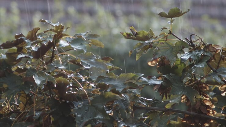 Rain Falling On The Sycamore Maple Leaves In The Garden On A Rainy Day - close up