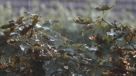 Lluvia-Cayendo-Sobre-Las-Hojas-De-Arce-Sicómoro-En-El-Jardín-En-Un-Día-Lluvioso---Cerrar