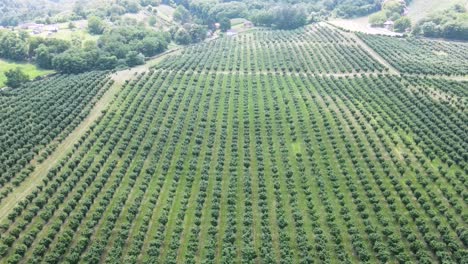 Aerial-drone-backward-moving-shot-flying-high-over-Hazelnut-trees-agriculture-cultivation-field-on-a-sunny-day