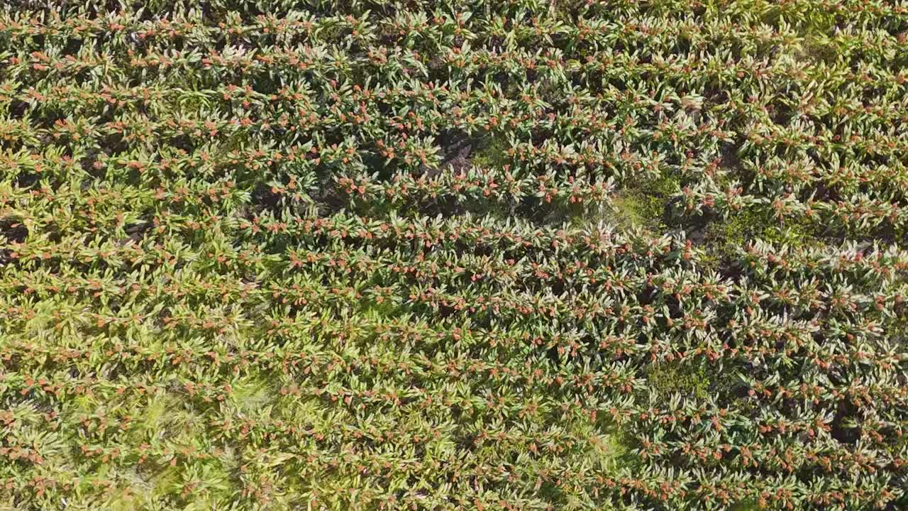Detailed aerial perspective of densely planted crop rows showcasing vibrant green vegetation and intricate patterns.