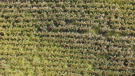 detailed aerial perspective of densely planted crop rows showcasing vibrant green vegetation and intricate patterns.