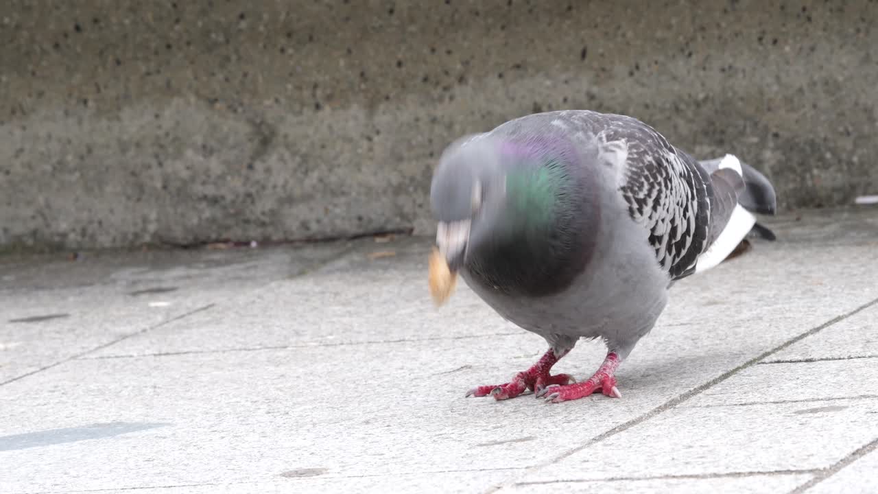 Rock pigeon on a city street in Antwerp aggressively feeding on a piece of bread, with one leg slightly injured