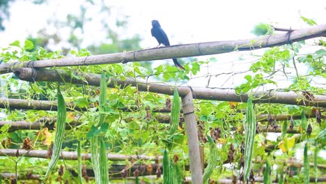 pájaro drongo encaramado en una estructura de bambú en un sereno jardín de verduras de calabaza serpiente, bangladesh