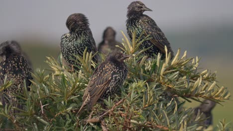 flock of beautiful common starlings preening themselves on top of bush, close up