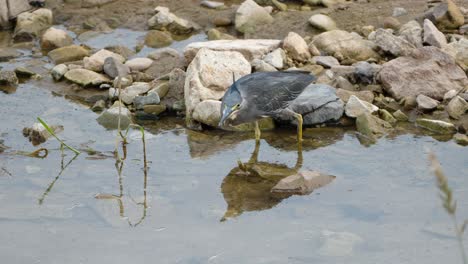 Garza-Pequeña-Adulta,-Garza-Estriada-O-Garza-De-Respaldo-Verde-Acechando-En-Un-Estanque-De-Agua-Quieta-Pescando-En-La-Costa-Rcky