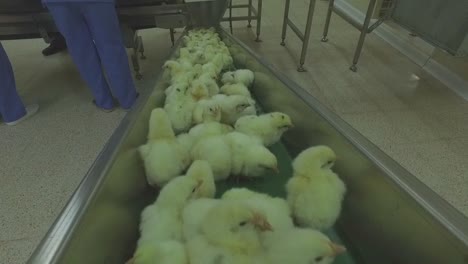 vaccination of chicks for chicken production