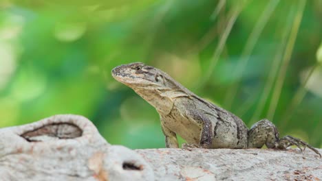 iguana reptile close up on tree with green foliage in background