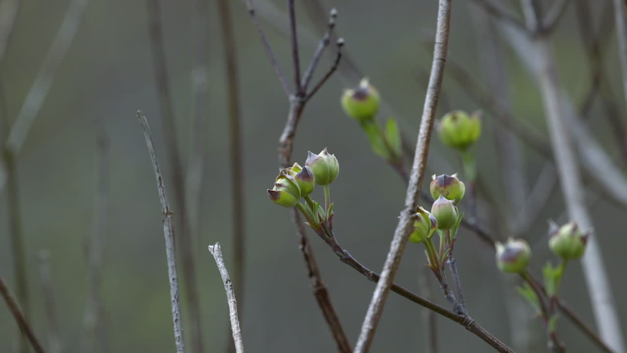 Buds on branch-tips of a Flowering Dogwood tree, during early Spring